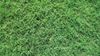 Common Bermudagrass - closeup