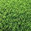 Zoysiagrass