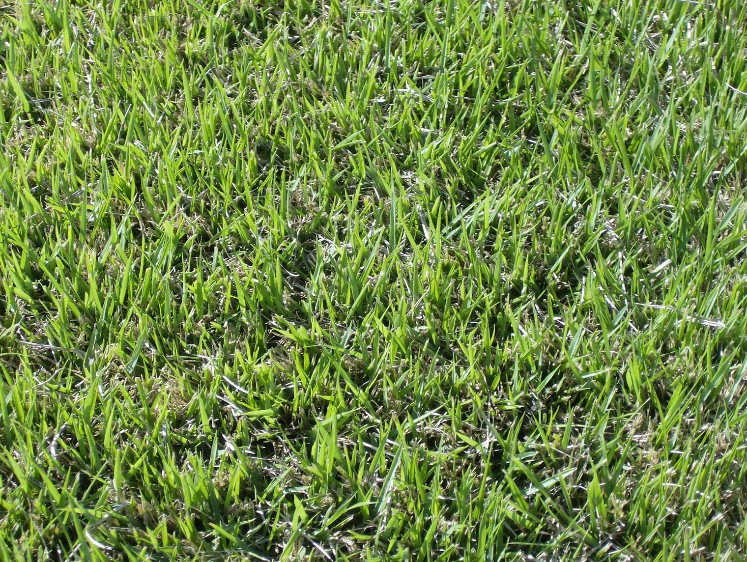 Fort Worth Grass Stone Centipedegrass