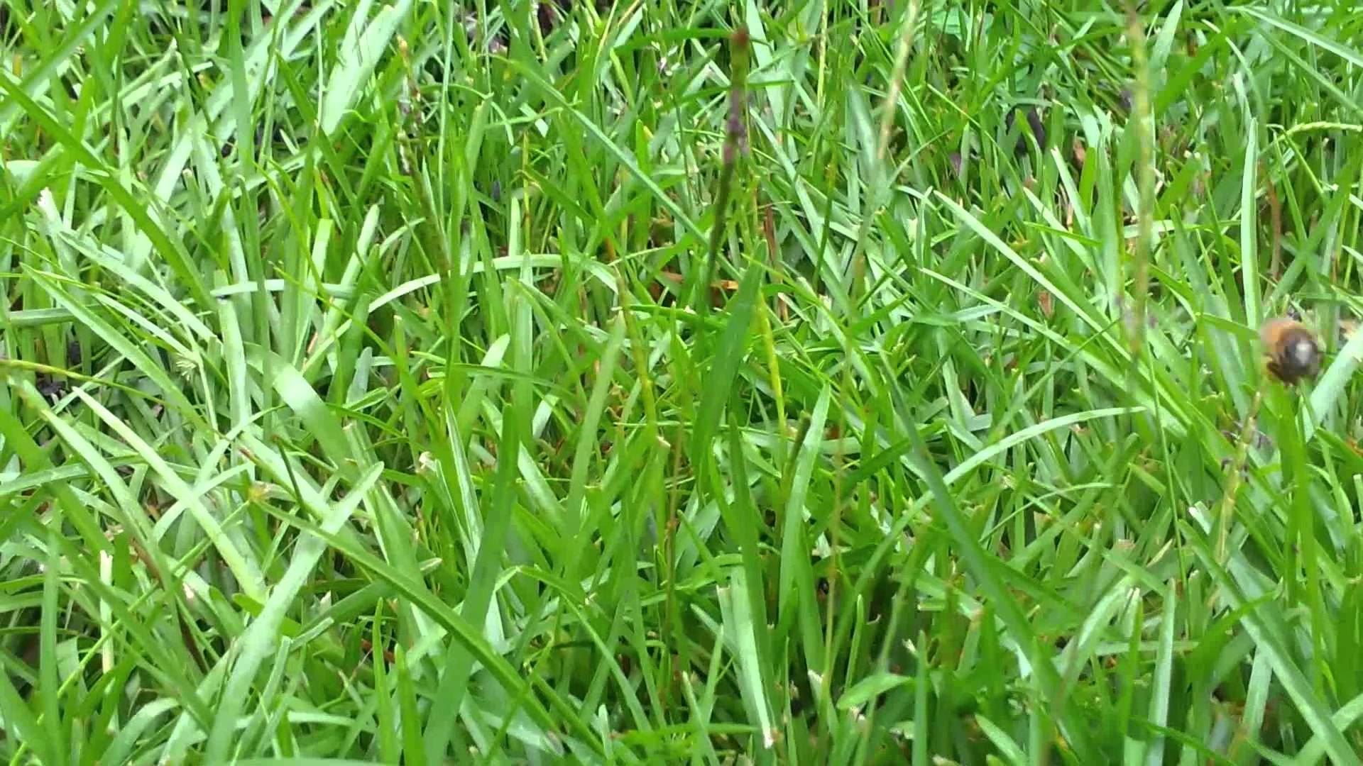 Fort Worth Grass Stone Centipedegrass