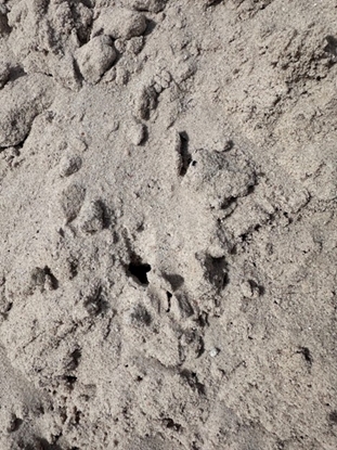 Picture of Masonry Sand