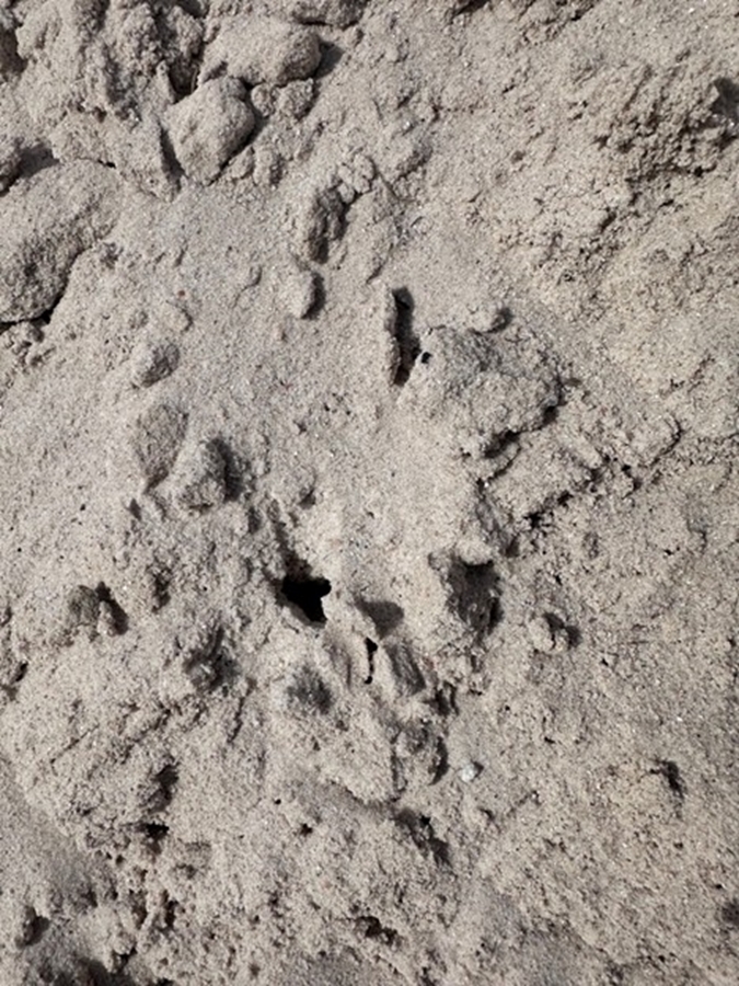 Picture of Masonry Sand